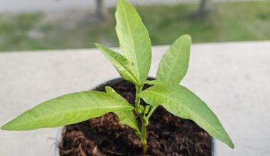 Das ist wohl paar Tage unbemerkt im Blumenkasten gewachsen.