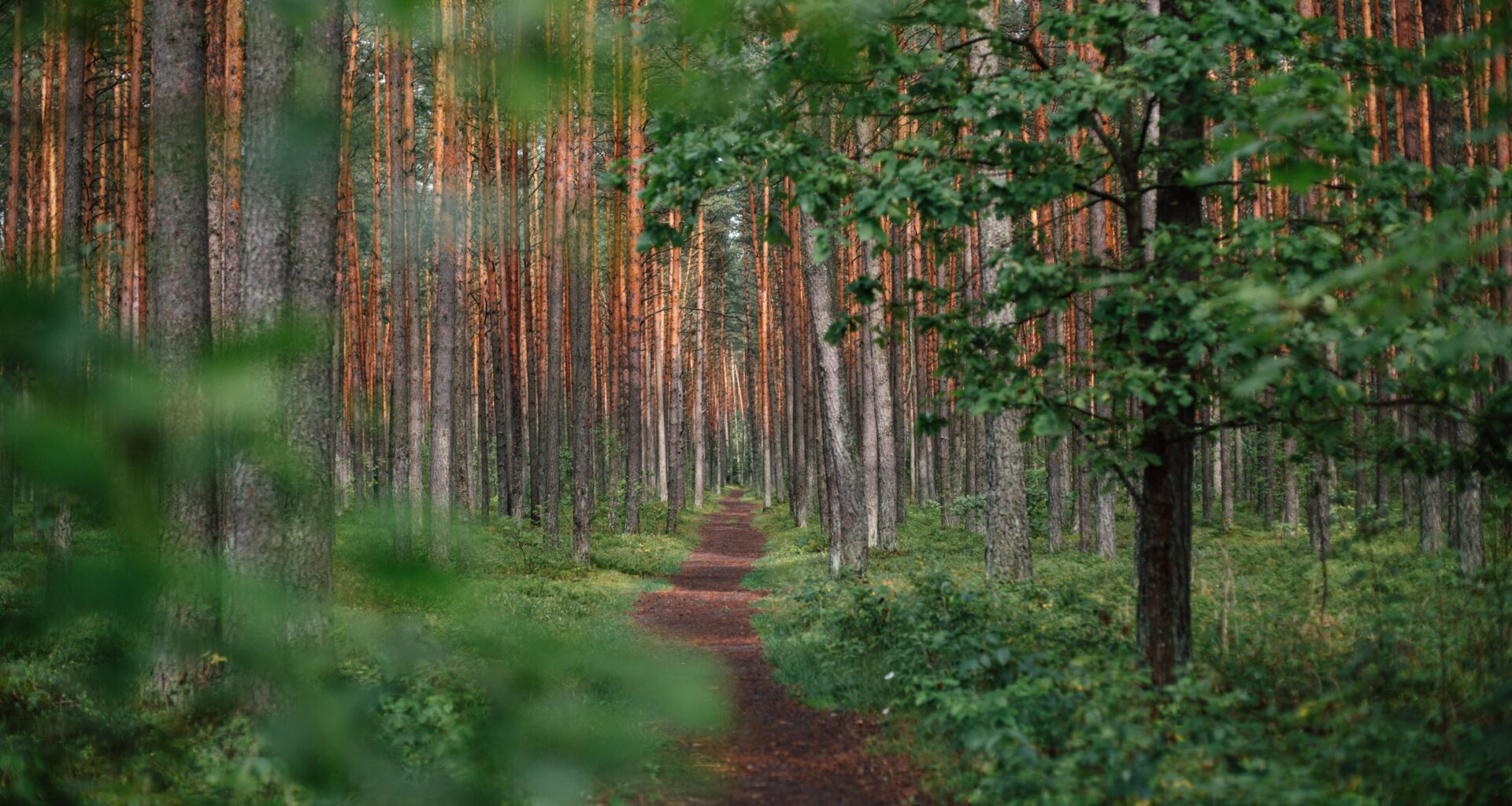 Forest in Lithuania