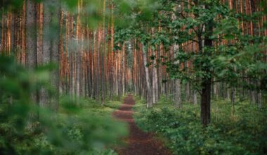 Forest in Lithuania