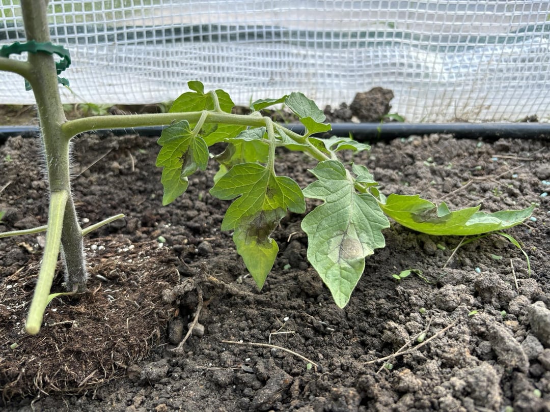 Was haben meine Tomaten?