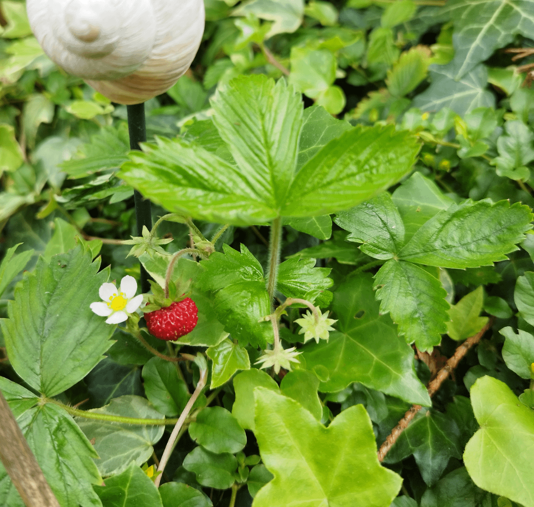 Walderdbeeren