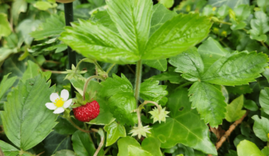 Walderdbeeren