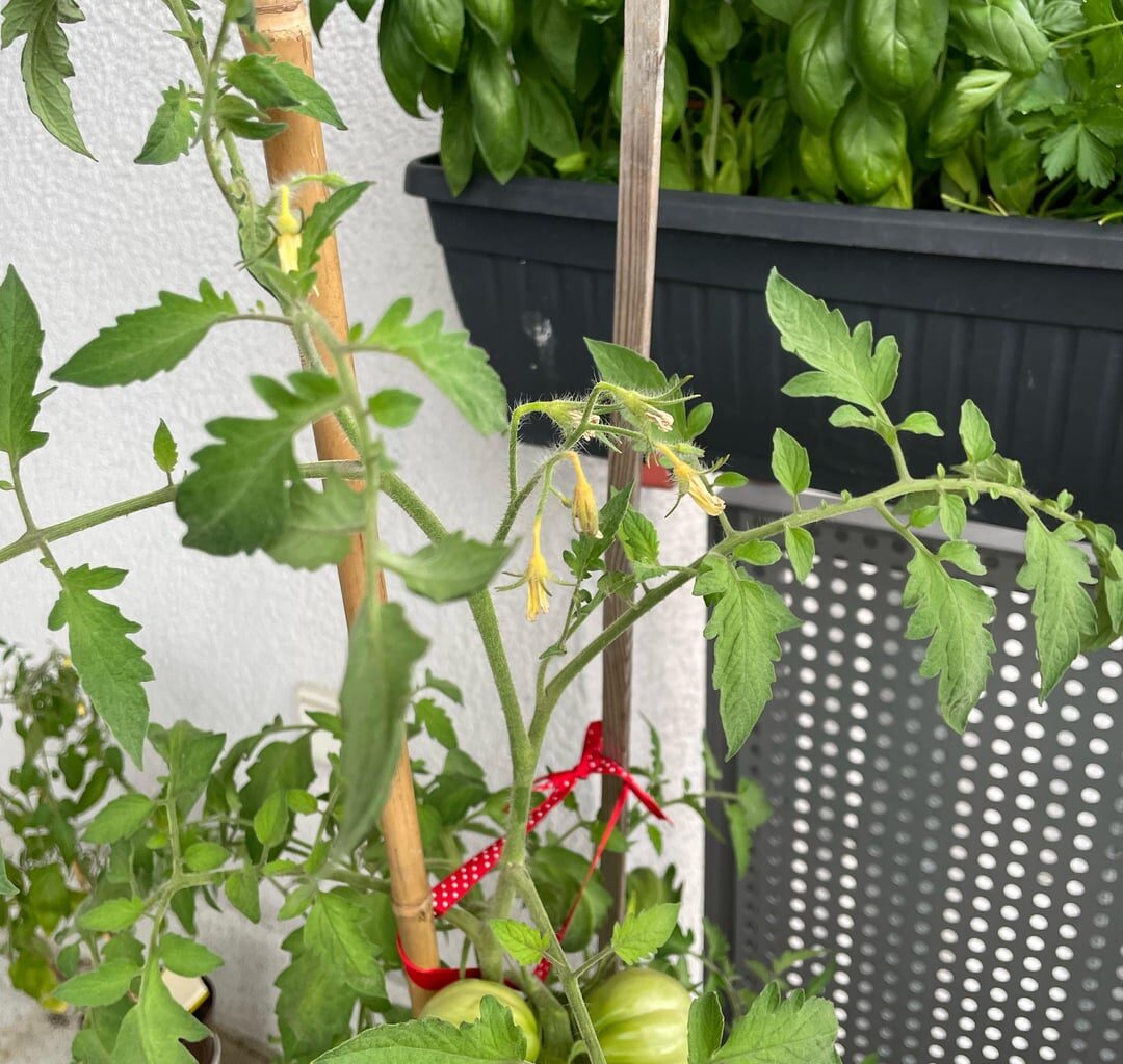 Tomaten bleiben unbestäubt