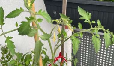 Tomaten bleiben unbestäubt