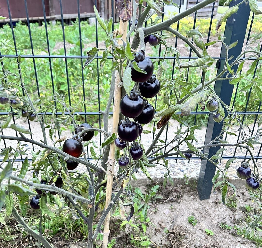 Woher weiß ich, wann meine schwarzen Tomaten reif sind?