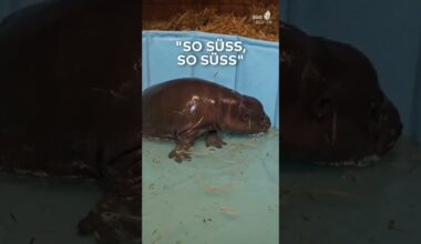 BERLIN: "So süß!" Hippo-Mädchen aus dem Zoo begeistert ganz Deutschland I WELT #shorts