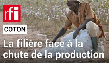 Afrique : remobiliser la filière du coton face aux chutes de production • RFI