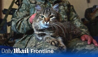 Frontline battle cats: Meet Ukraine's surprising secret weapon | Frontline | Daily Mail