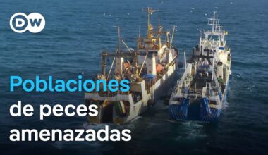 Saqueo en el Atlántico: Sobrepesca y explotación del mar | DW Documental