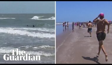 Shark bites two swimmers near Texas beach