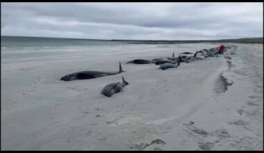 No comment : 77 baleines échouent sur une plage en Ecosse | euronews 🇫🇷