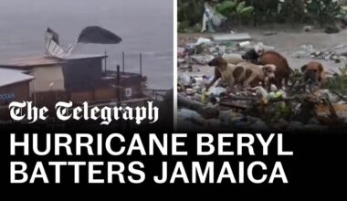 Dogs drift on debris in Jamaica floodwaters as hurricane Beryl batters the island