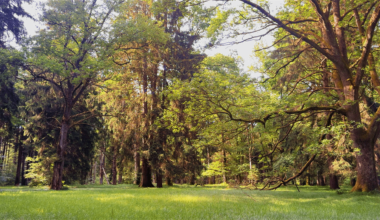 Quiet morning in Forstenrieder Park in Munich, Germany. 🌲 Especially now in summer, the large area with wildlife park invites all nature lovers to observe wildlife and take part in many other leisure activities. 🌿 Anyone interested can delve deeper into the atmosphere of that day in my profile.