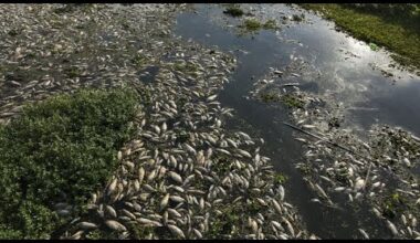 No Comment : des milliers de poissons morts sortis d'une rivière dans le sud du Brésil