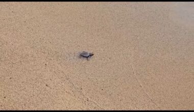 No Comment : des bébés tortues de mer relâchés du sud du Liban dans la mer Méditerranée