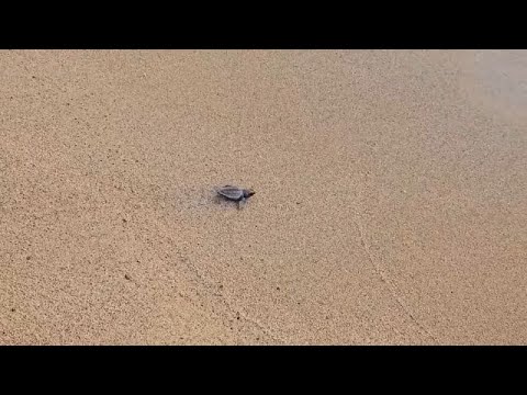 No Comment : des bébés tortues de mer relâchés du sud du Liban dans la mer Méditerranée