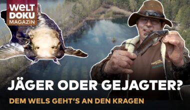 Zwergwelse erobern Brandenburg: So machen Angler jetzt Jagd auf den invasiven Fisch | WELT Magazin