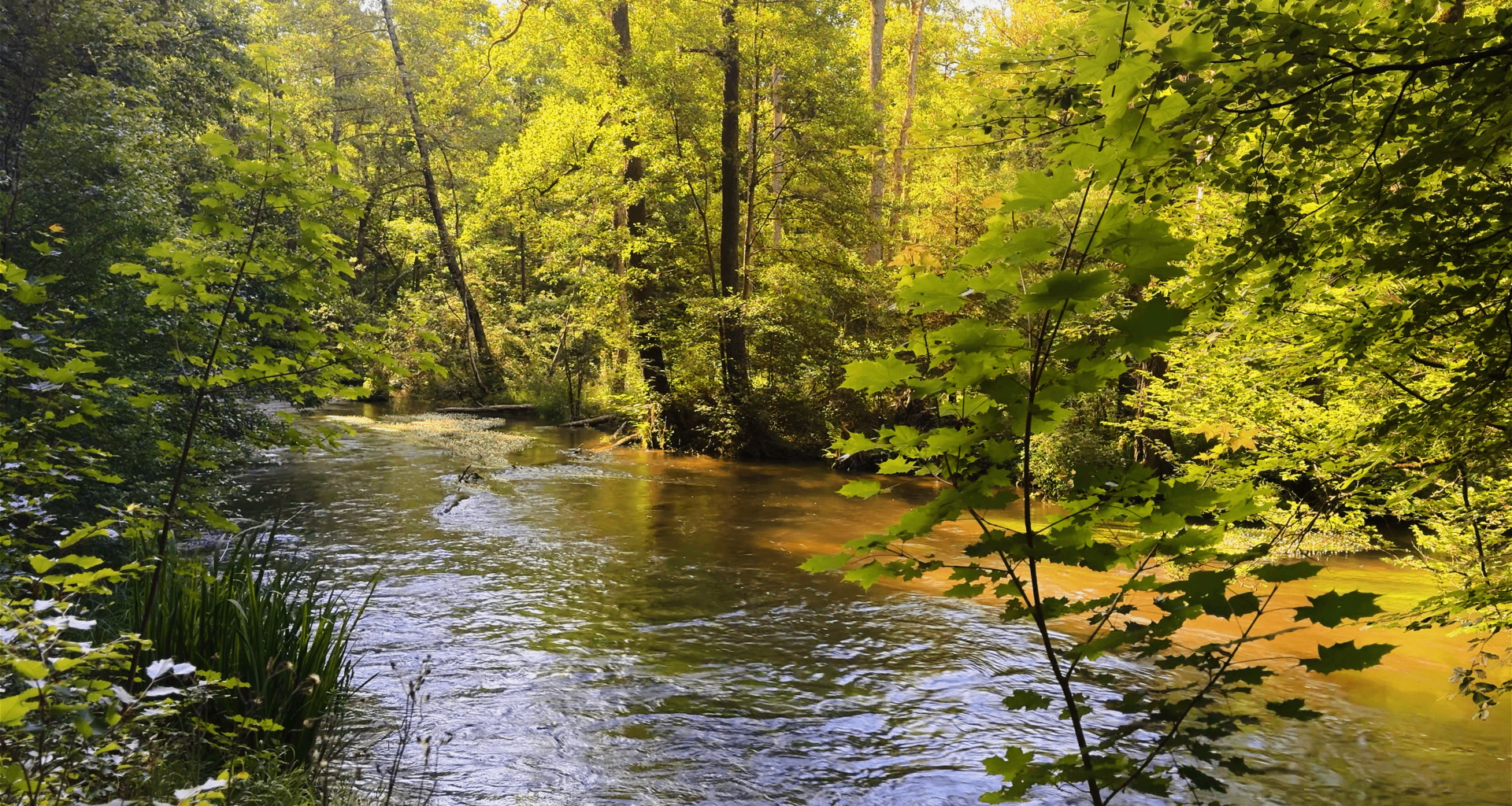 Peaceful forest with the river Würm near Gauting in Bavaria, Germany during a lovely summer morning. 🌱 All that are interested can take a seat at the shore virtually and delve deeper into this beautiful tranquil nature ambience with a video clip at my profile.