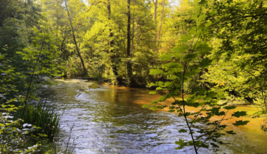 Peaceful forest with the river Würm near Gauting in Bavaria, Germany during a lovely summer morning. 🌱 All that are interested can take a seat at the shore virtually and delve deeper into this beautiful tranquil nature ambience with a video clip at my profile.