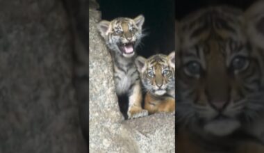 BERLIN: Süße Sumatra-Tigerbabies im Tierpark! Vom Aussterben bedroht | WELT #shorts