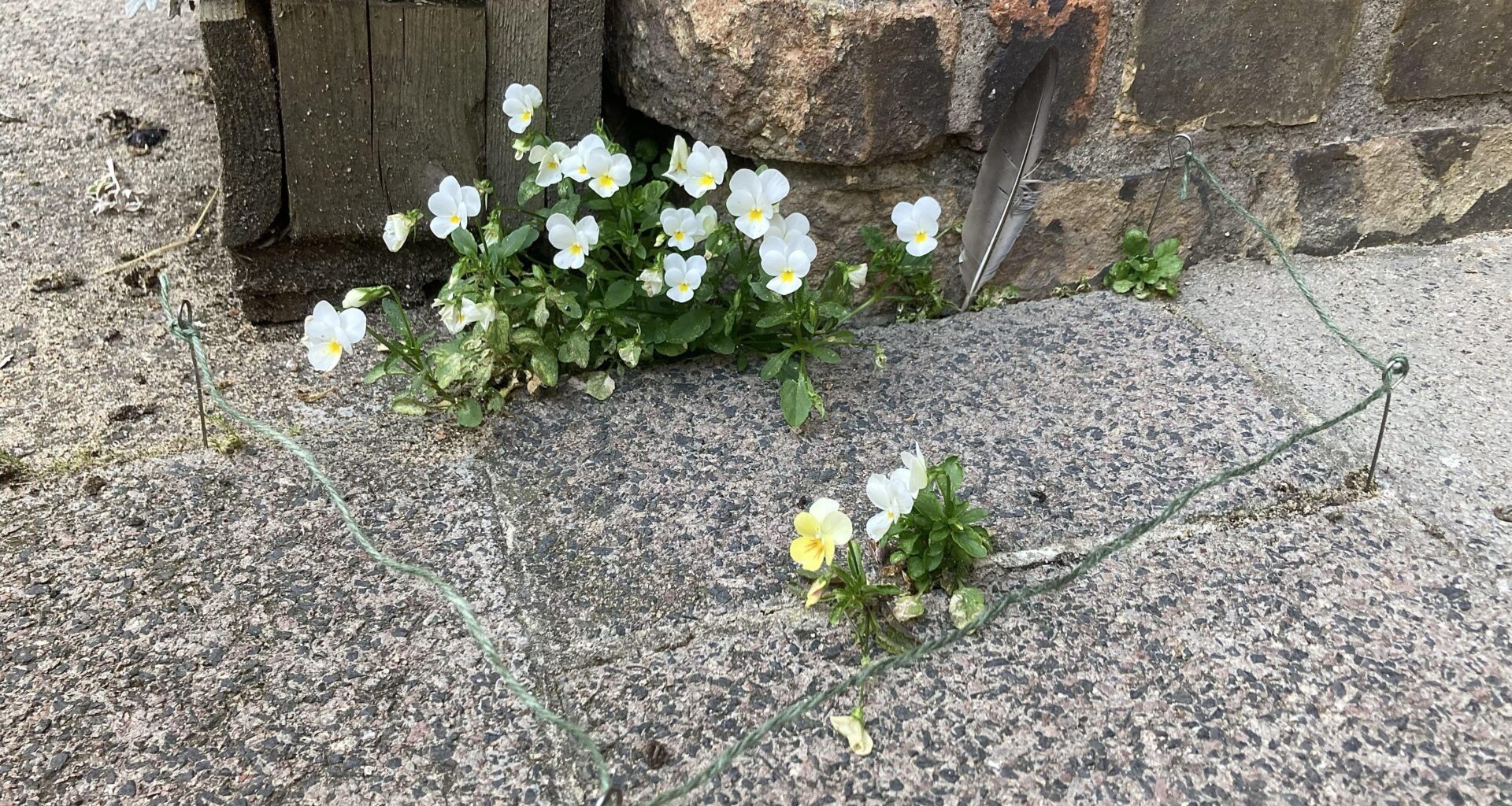 Bin sonst kein großer Fan von Gartenzäunen…