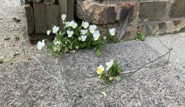 Bin sonst kein großer Fan von Gartenzäunen…