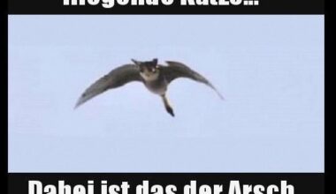 Fliegende Katze ...