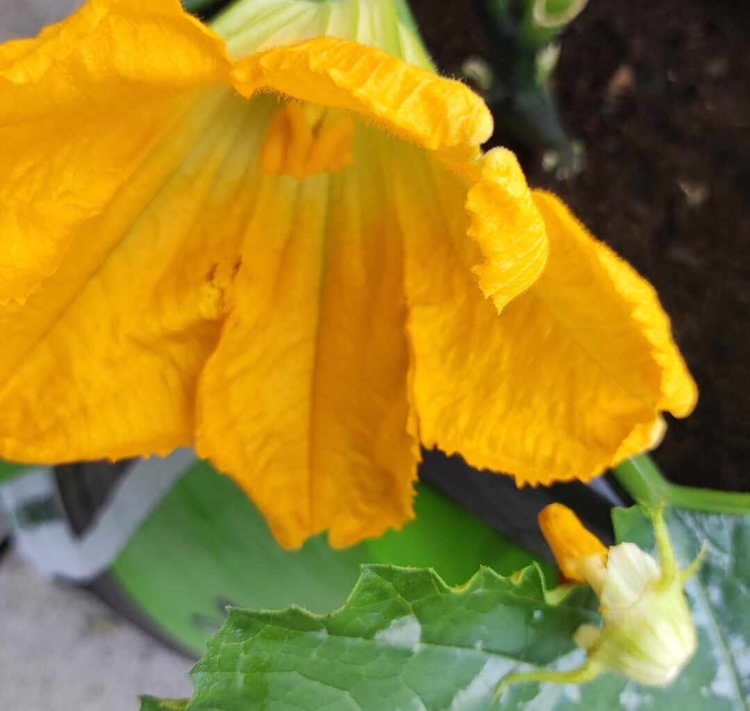 Mein kleiner Garten auf meinem Balkon. Die Zucchini musst Ich selber Befruchten was ein Erlebnis meine erste Zucchini 😍 die Tomaten werden auch langsam Reif aber sind am Mängeln musste mit Dünger gestern nachhelfen.