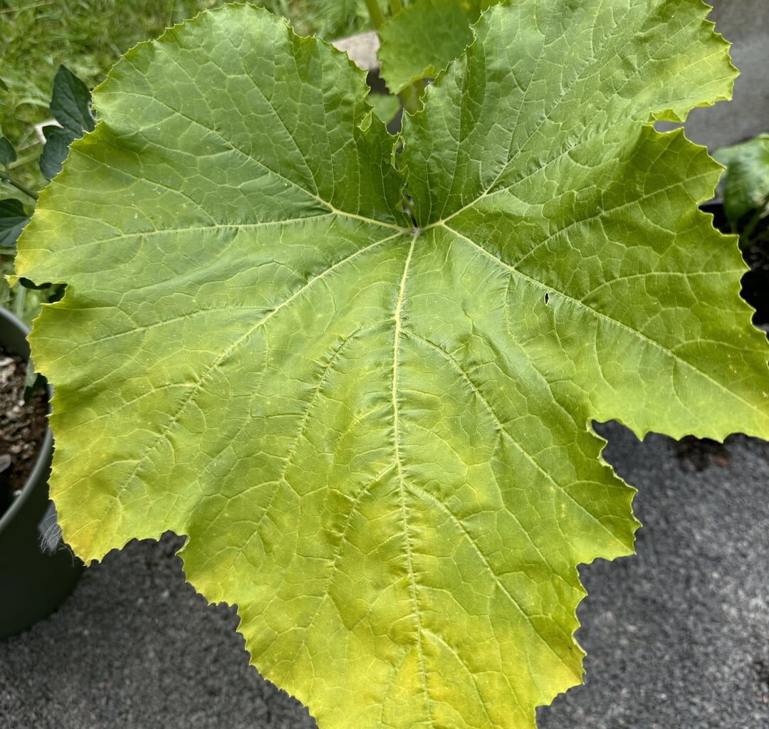 Zucchini wird gelb und produziert nicht mehr :(