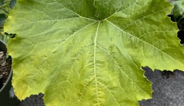 Zucchini wird gelb und produziert nicht mehr :(