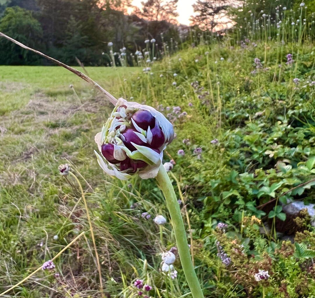 Was wächst hier auf meinem sonnigen Hausberg?