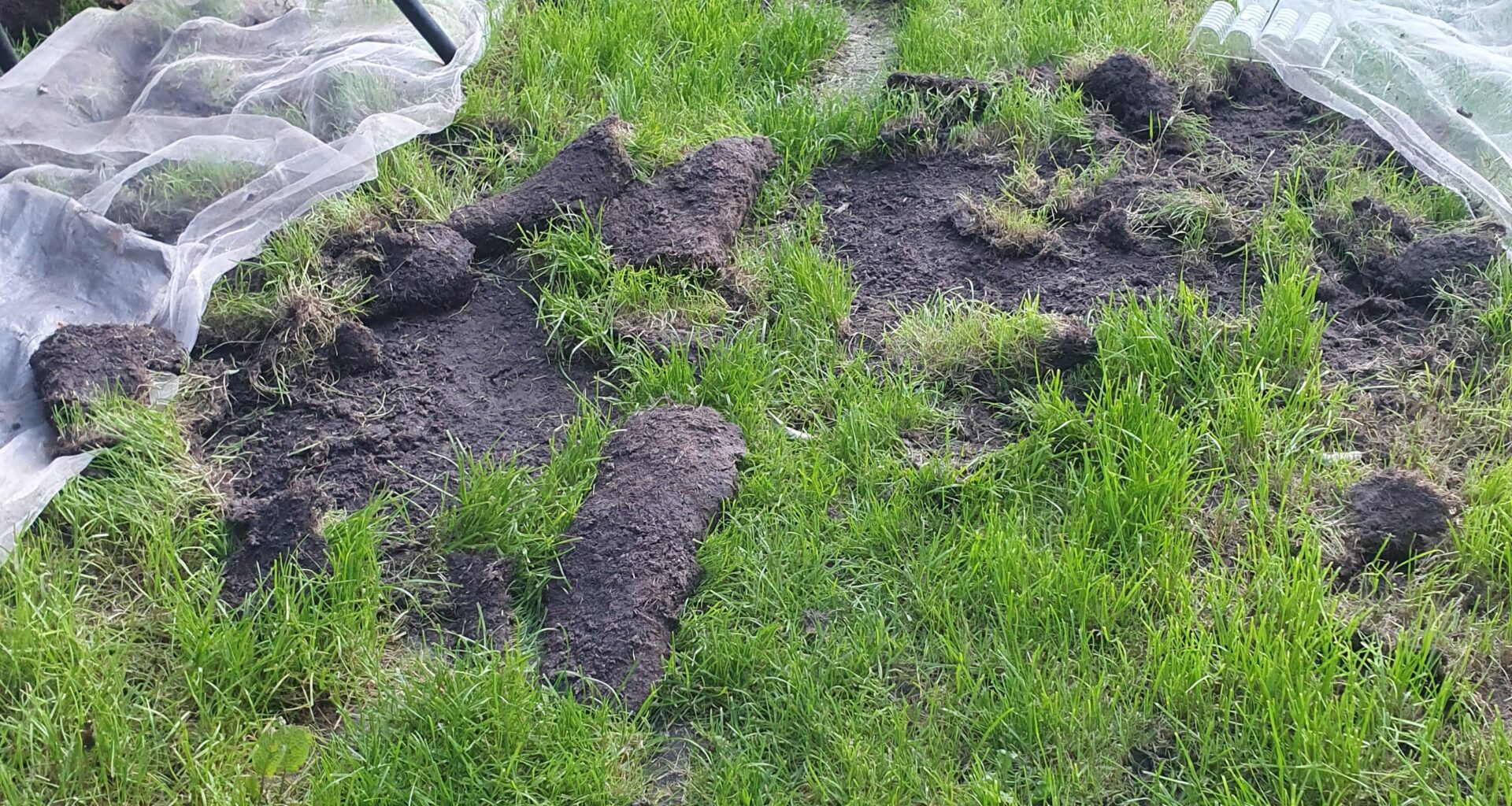 BADGERS ! Went to water the veg in my friend's garden and found the grass has been pulled up by a late night visitor :(