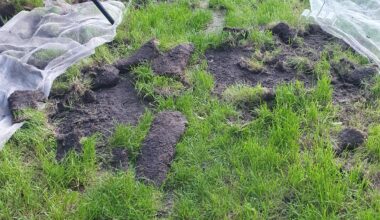 BADGERS ! Went to water the veg in my friend's garden and found the grass has been pulled up by a late night visitor :(