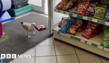 Shoplifting 'Steven Seagull' banned from shop