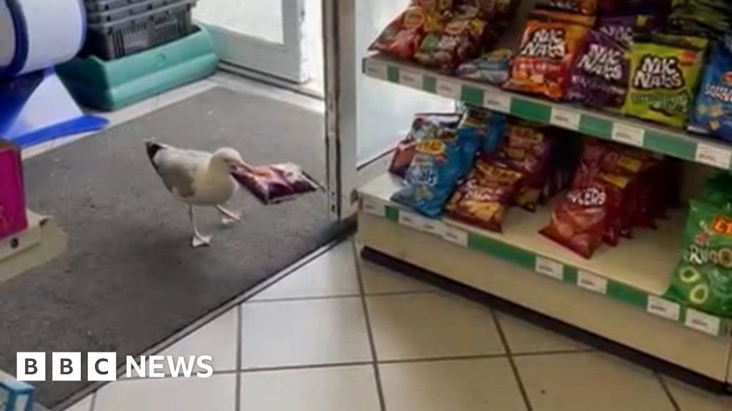 Shoplifting 'Steven Seagull' banned from shop