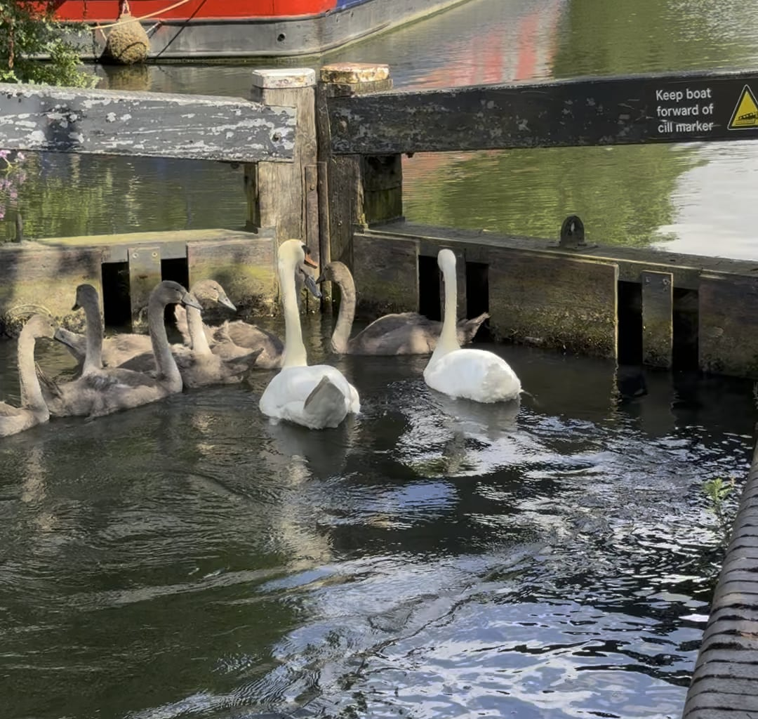 Swans and cygnets using the lock in Essex