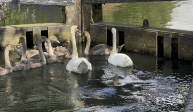 Swans and cygnets using the lock in Essex