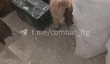 Ukrainian battle cat helps his comrades to defend their trench