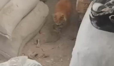 Friend of Ukrainian soldiers help defend their trench