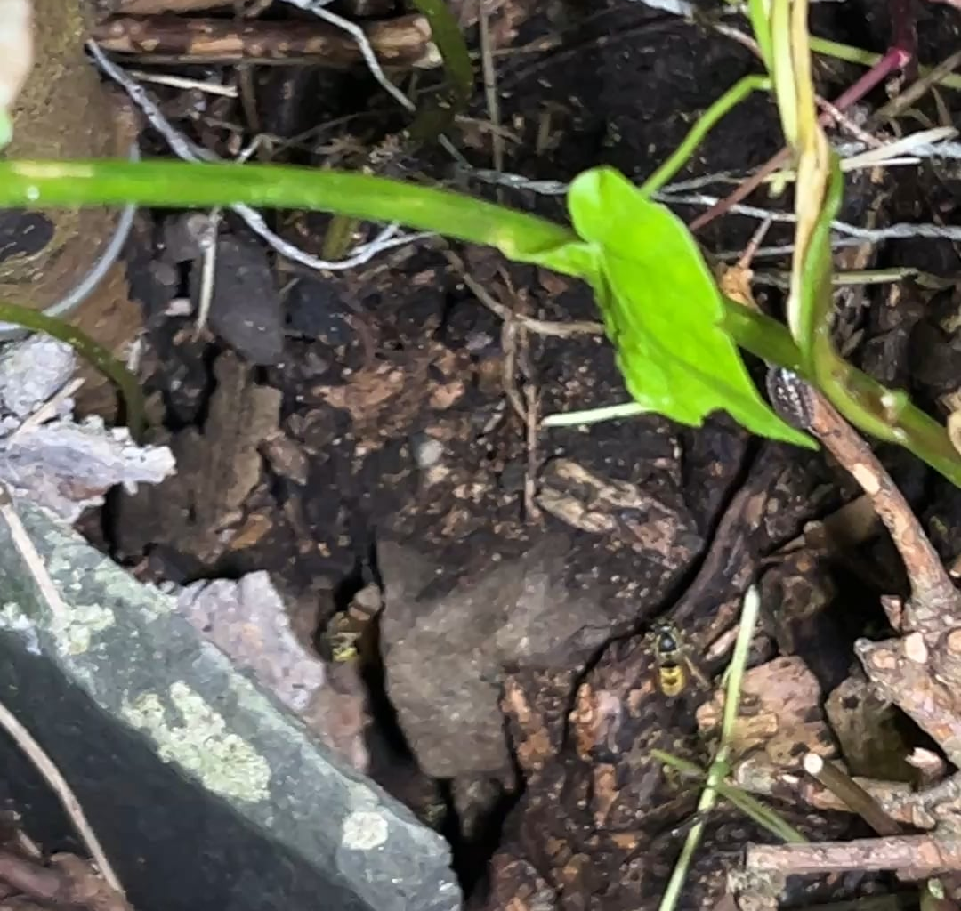 Any tips on humanely remove a ground wasp nest