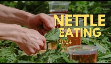 The World Nettle Eating Contest has been held in Dorset since 1986. Participants eat nettles for 30 minutes and are not allowed to use gloves, painkillers or even vomit. Apparently stinging nettles are good for you and are added to pasta and tea? Long live the nettles?