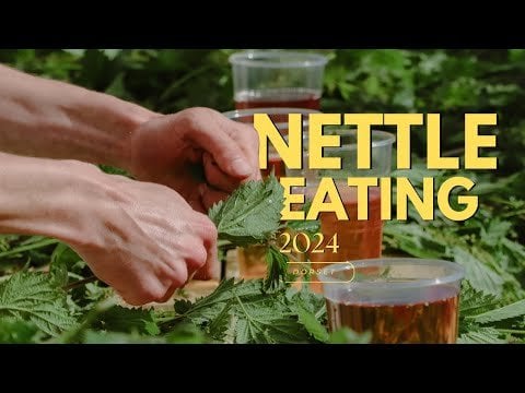 The World Nettle Eating Contest has been held in Dorset since 1986. Participants eat nettles for 30 minutes and are not allowed to use gloves, painkillers or even vomit. Apparently stinging nettles are good for you and are added to pasta and tea? Long live the nettles?