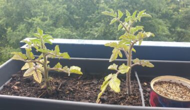 Warum bleiben meine Tomatenpflanzen so klein?