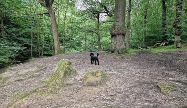 British woodland on a warm evening. With small dog.