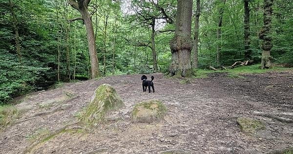 British woodland on a warm evening. With small dog.