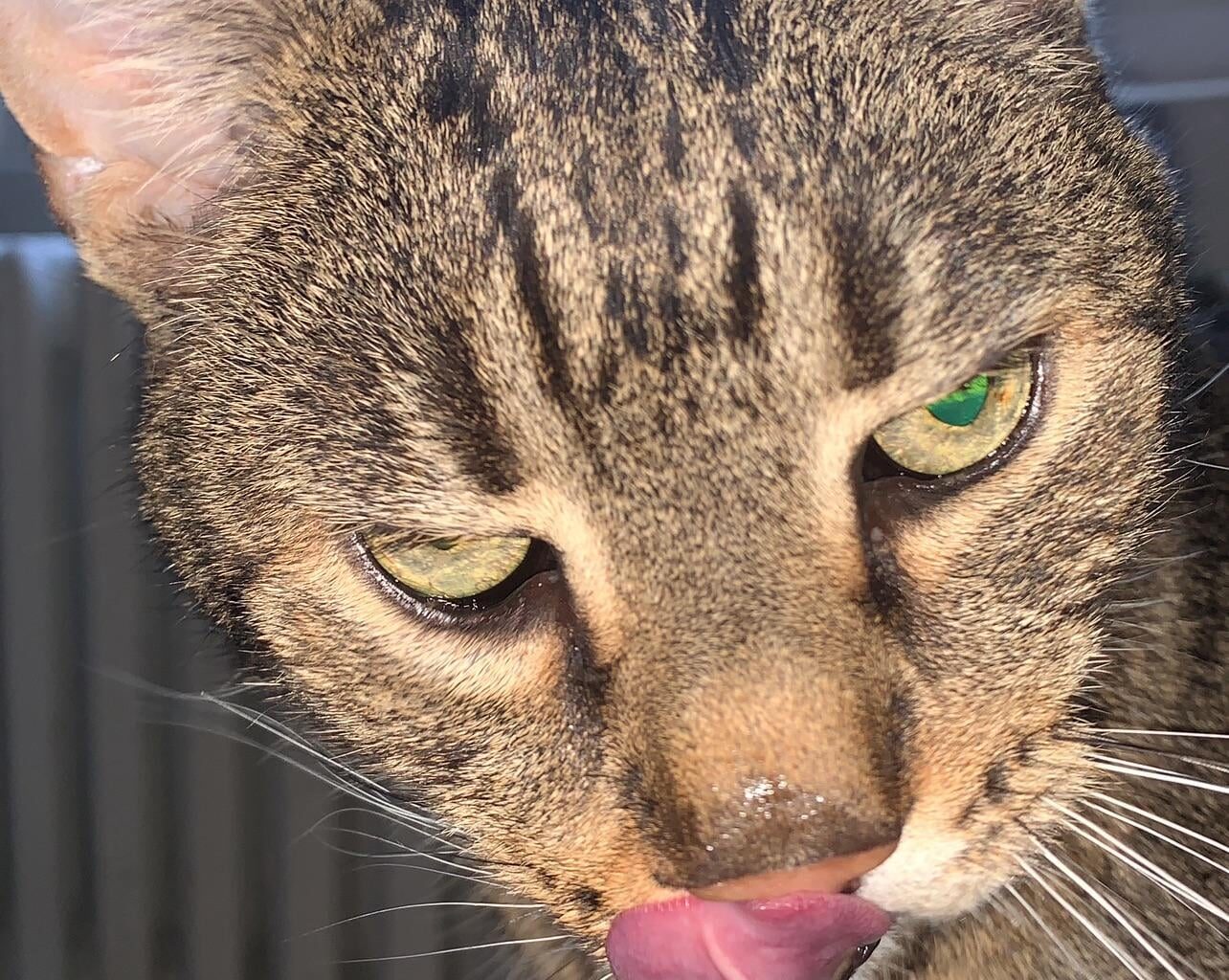 Warum schaut mich mein Kater so an glaubt ihr er steht auf mich