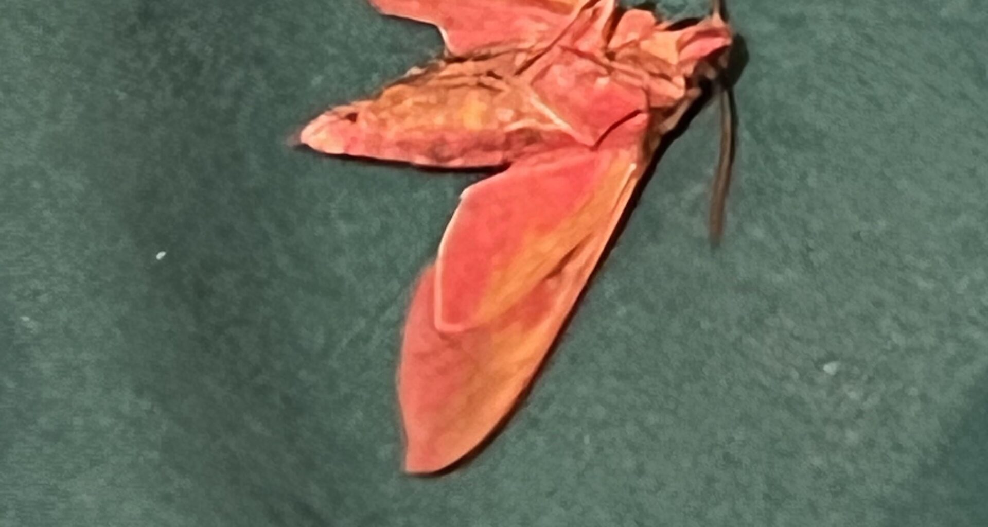 What The Hell Kinda Moth Is This?