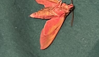 What The Hell Kinda Moth Is This?