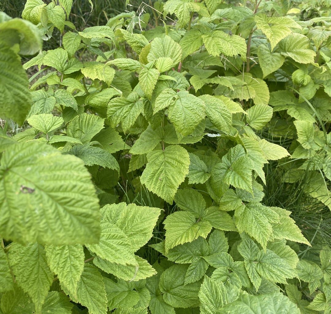 Himbeeren keine Früchte seit jahren