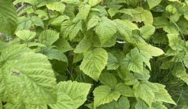 Himbeeren keine Früchte seit jahren